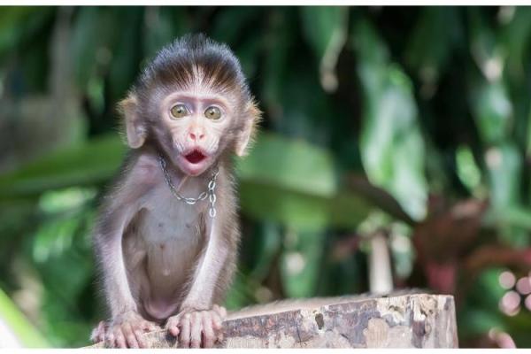 探索29年猴子的命运:他们的性格与生活之道 探索29年猴子的命运:他们的性格与生活之道
