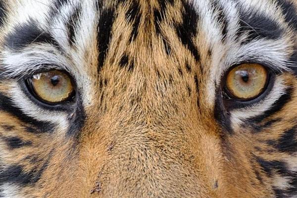 眼睛的形状与命运：你了解吗？