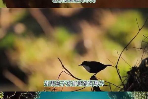 出生燕子头命运解析:从面相看人生机遇与挑战 出生燕子头命运解析:从面相看人生机遇与挑战