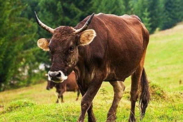 探索2022年牛宝宝的命运与个性特征:平稳与努力并行 探索2022年牛宝宝的命运与个性特征:平稳与努力并行