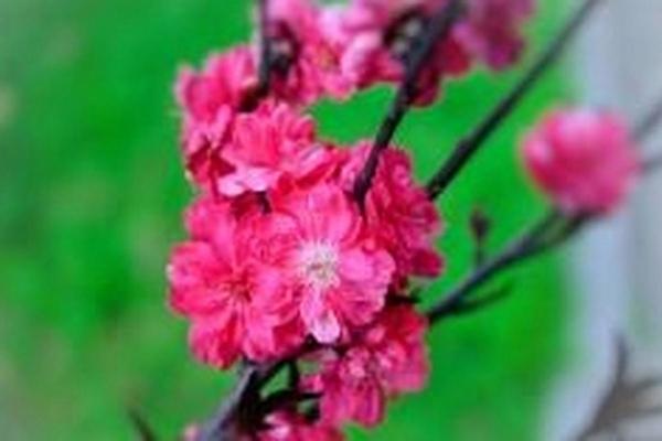 命里没有桃花,如何找到属于自己的幸福? 命里没有桃花,如何找到属于自己的幸福?