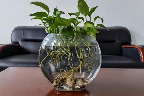 水命家居养什么植物最吉利?这些植物让你的家更生机勃勃! 水命家居养什么植物最吉利?这些植物让你的家更生机勃勃!