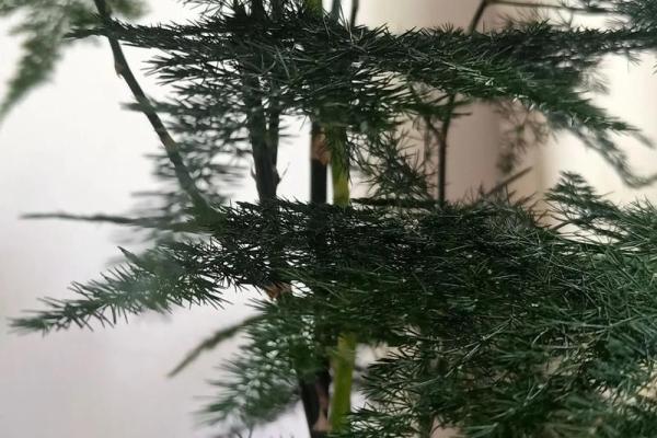 水命家居养什么植物最吉利?这些植物让你的家更生机勃勃! 水命家居养什么植物最吉利?这些植物让你的家更生机勃勃!