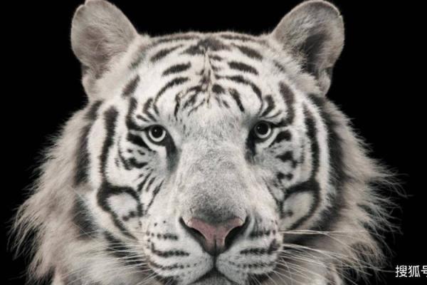 属虎女孩的命运解析：她们为何总是光芒四射