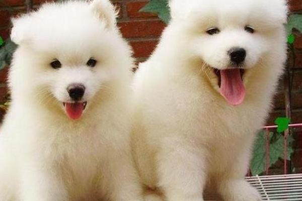 狗年宝宝的命运解析:性格、优缺点与未来发展 狗年宝宝的命运解析:性格、优缺点与未来发展