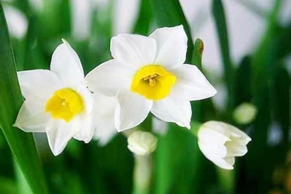 火命人士座垫颜色搭配技巧，提升居家舒适与运势！