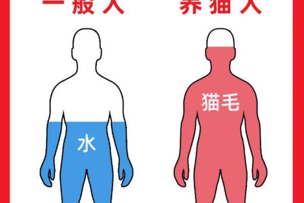 养猫人的命运：如何成为猫咪的最佳伴侣