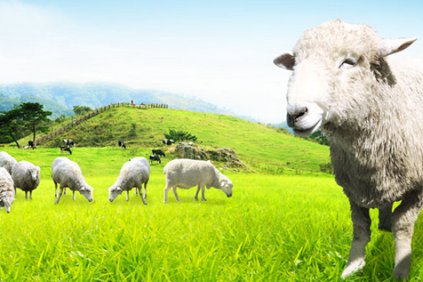 79年羊年出生的人命运解析及人生智慧分享