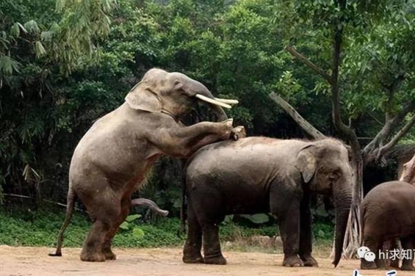 享福命的动物:生活在人类身边的神秘生灵 享福命的动物:生活在人类身边的神秘生灵
