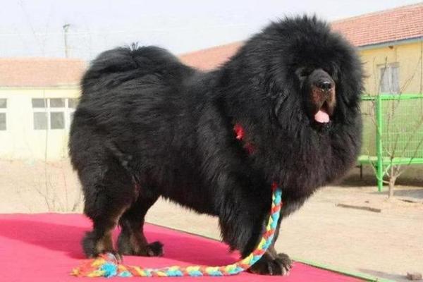 享福命的动物:生活在人类身边的神秘生灵 享福命的动物:生活在人类身边的神秘生灵