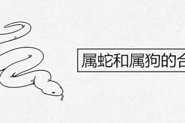 85岁属狗的命理解析：迎接晚年的福气与挑战