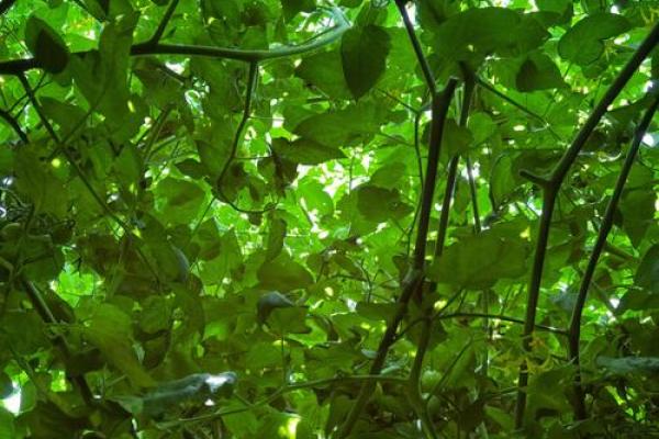 木命人的颜色选择:穿出生命的春天与和谐之美 木命人的颜色选择:穿出生命的春天与和谐之美