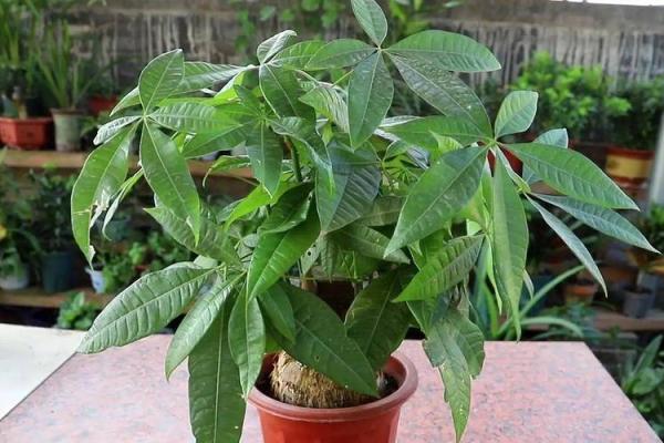 大林木命人适合养哪些植物，提升运势与生活品质！