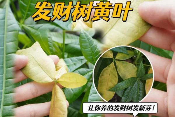 大林木命人适合养哪些植物，提升运势与生活品质！