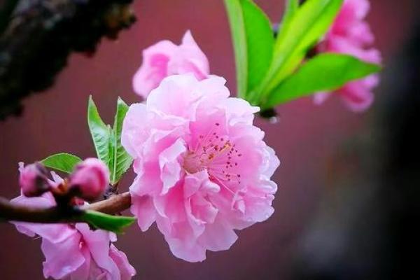 男人桃花命:揭秘与生肖之间的神秘关系 男人桃花命:揭秘与生肖之间的神秘关系