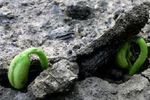 1947年出生的人命运解析:揭示生命中的吉凶与方向 1947年出生的人命运解析:揭示生命中的吉凶与方向