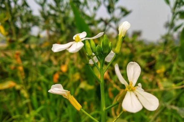 五二年属什么命,探寻其背后的深意与命运 五二年属什么命,探寻其背后的深意与命运