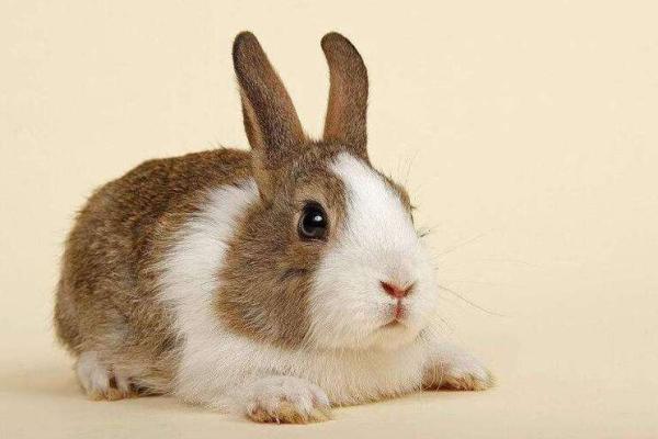 1987年属兔命与星座特点:生命的温柔与灵动 1987年属兔命与星座特点:生命的温柔与灵动