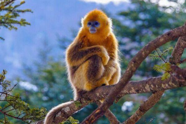 猪与猴的命运之谜:生肖之间的千丝万缕 猪与猴的命运之谜:生肖之间的千丝万缕