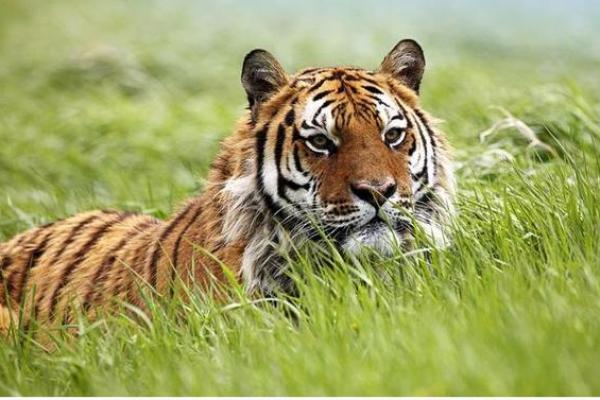 火命虎适合从事哪些职业？探索与火命虎完美契合的职业方向