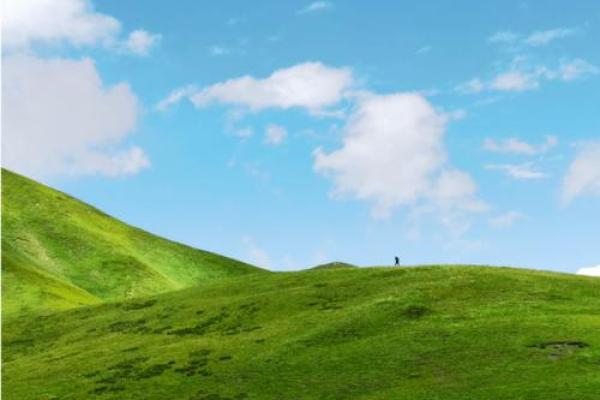 喜命神木:探究木之旺色,让你的运势腾飞! 喜命神木:探究木之旺色,让你的运势腾飞!