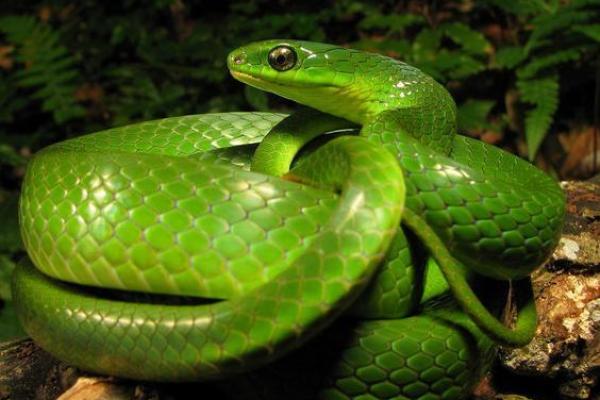 乙巳命格解析:性格特点与未来发展潜力的探索 乙巳命格解析:性格特点与未来发展潜力的探索