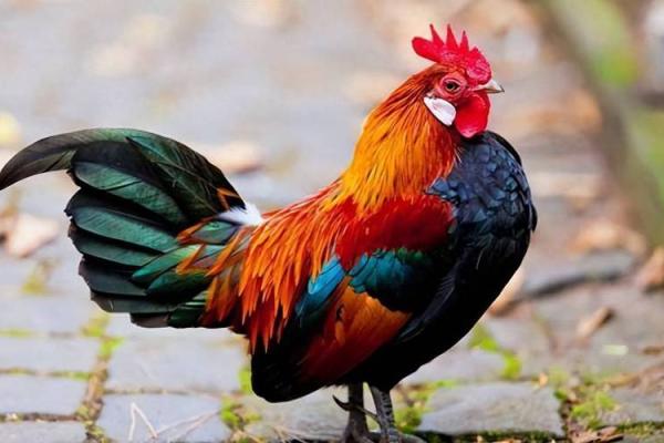 81年鸡命运解析：喜用神与生活智慧的殊途同归