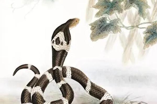 揭开99年兔子命的神秘面纱,探寻生肖中的智慧与运势 揭开99年兔子命的神秘面纱,探寻生肖中的智慧与运势