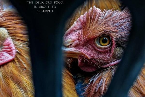 寅时出生的男鸡:命运的解析与人生的智慧 寅时出生的男鸡:命运的解析与人生的智慧