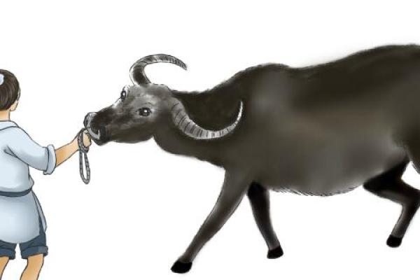 海中金属牛：八字命理中的独特象征与启示