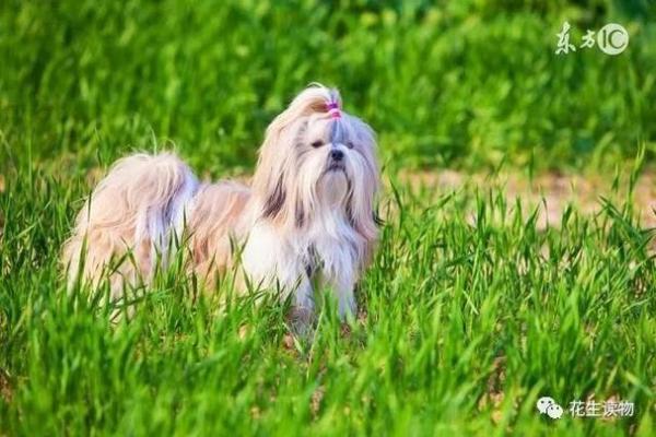 1934年出生的狗：命运和个性探秘