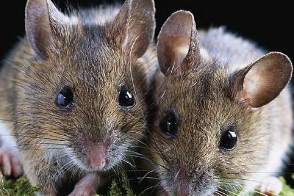 1924年鼠年命运解析：揭示鼠之魅力与命运的奥秘