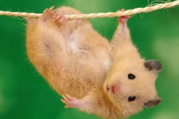 1924年鼠年命运解析：揭示鼠之魅力与命运的奥秘