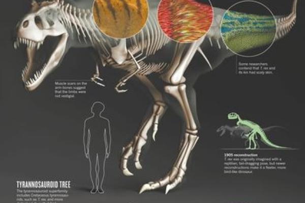 76年龙的命理解析：探索你的命运与性格之谜