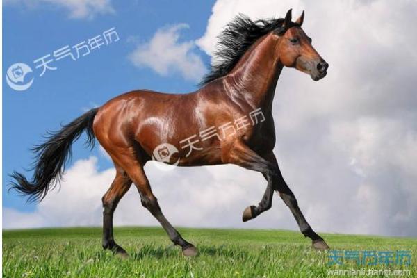 命理人解读:生肖背后的秘密与智慧之旅 命理人解读:生肖背后的秘密与智慧之旅