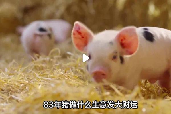 火命属猪者适合的行业分析与发展建议 火命属猪者适合的行业分析与发展建议