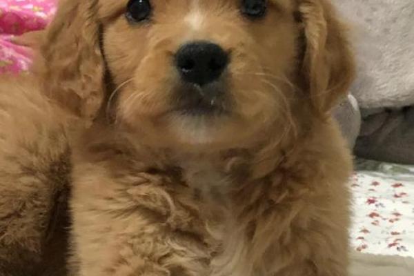 170年狗的命运:解读生肖狗的性格与生命旅程 170年狗的命运:解读生肖狗的性格与生命旅程