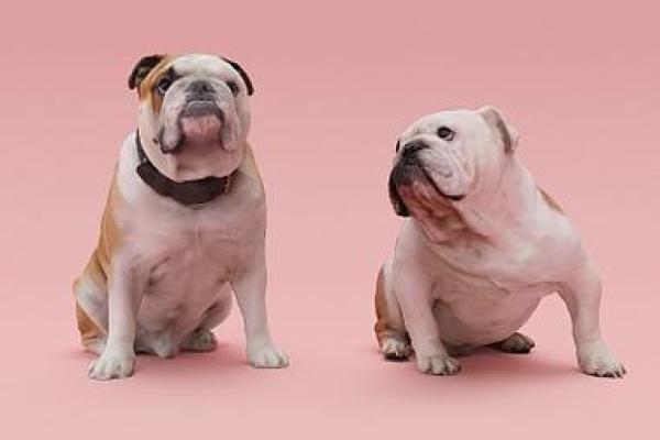 170年狗的命运:解读生肖狗的性格与生命旅程 170年狗的命运:解读生肖狗的性格与生命旅程