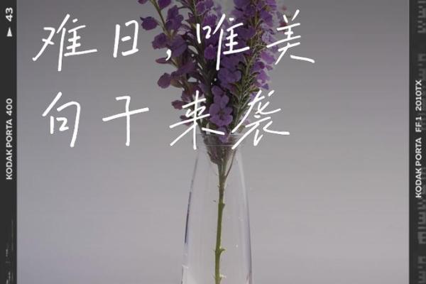 1960年出生的木命人:内敛与坚韧的生命之旅 1960年出生的木命人:内敛与坚韧的生命之旅