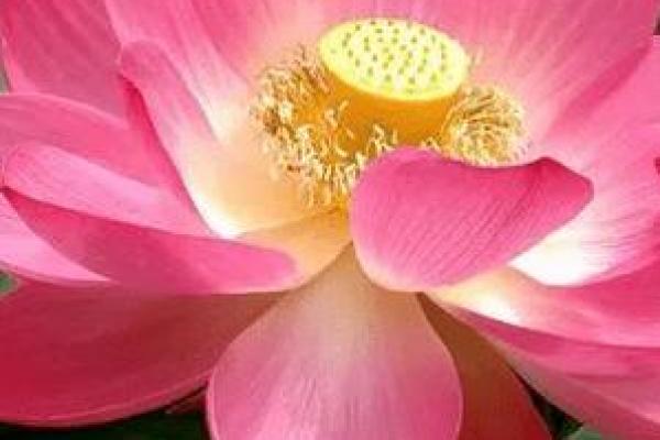 揭开1976年土龙命的神秘面纱:你与众不同的一生之旅 揭开1976年土龙命的神秘面纱:你与众不同的一生之旅