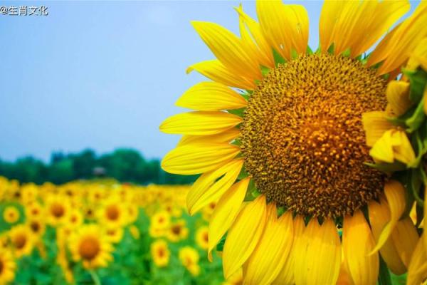 转运换命:揭示生活中的幸运之道 转运换命:揭示生活中的幸运之道