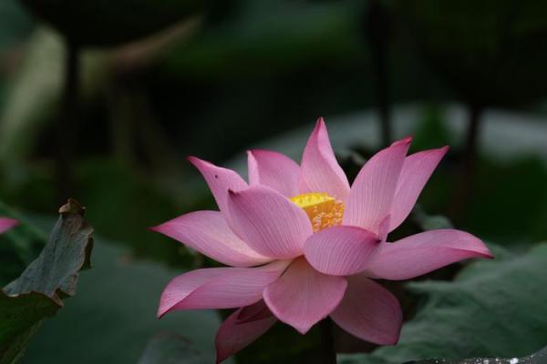 探秘男人的荷花命:如何在生活中绽放自我魅力与智慧! 探秘男人的荷花命:如何在生活中绽放自我魅力与智慧!