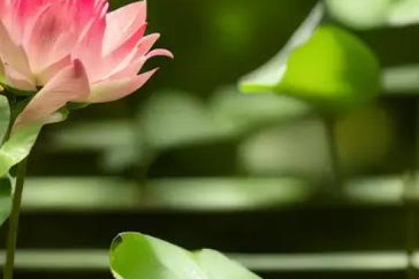 探秘男人的荷花命:如何在生活中绽放自我魅力与智慧! 探秘男人的荷花命:如何在生活中绽放自我魅力与智慧!