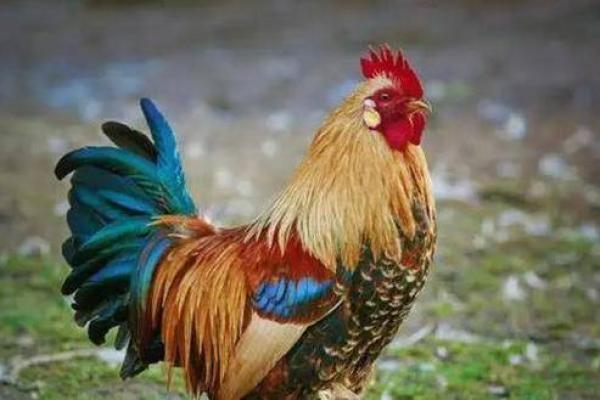 2005年属鸡人的命卦解析与赋予的智慧