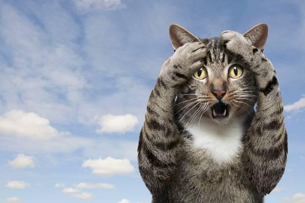 为什么猫被称为“有九条命”的动物? 为什么猫被称为“有九条命”的动物?