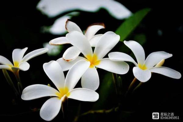 射手座之后的命运解读：探寻星辰指引的生活智慧