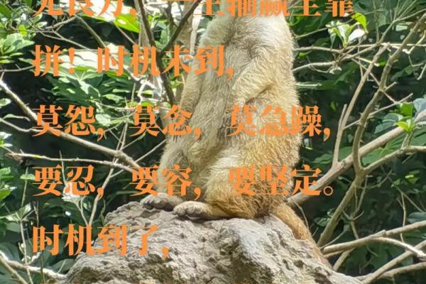 受命、遭命、随命:顺应生命的三重智慧 受命、遭命、随命:顺应生命的三重智慧