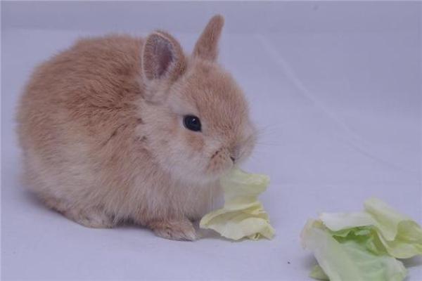 属兔女性的命运解析：温柔如兔，勇敢如虎的精彩人生