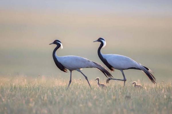 少爷命中的动物:优雅而神秘的白鹤 少爷命中的动物:优雅而神秘的白鹤