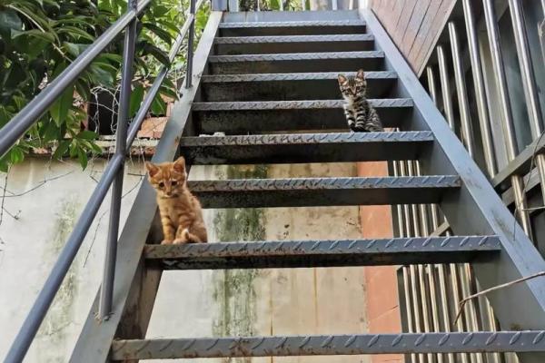 1952年虎年出生的人生际遇与命运解析 1952年虎年出生的人生际遇与命运解析